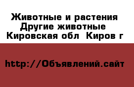 Животные и растения Другие животные. Кировская обл.,Киров г.